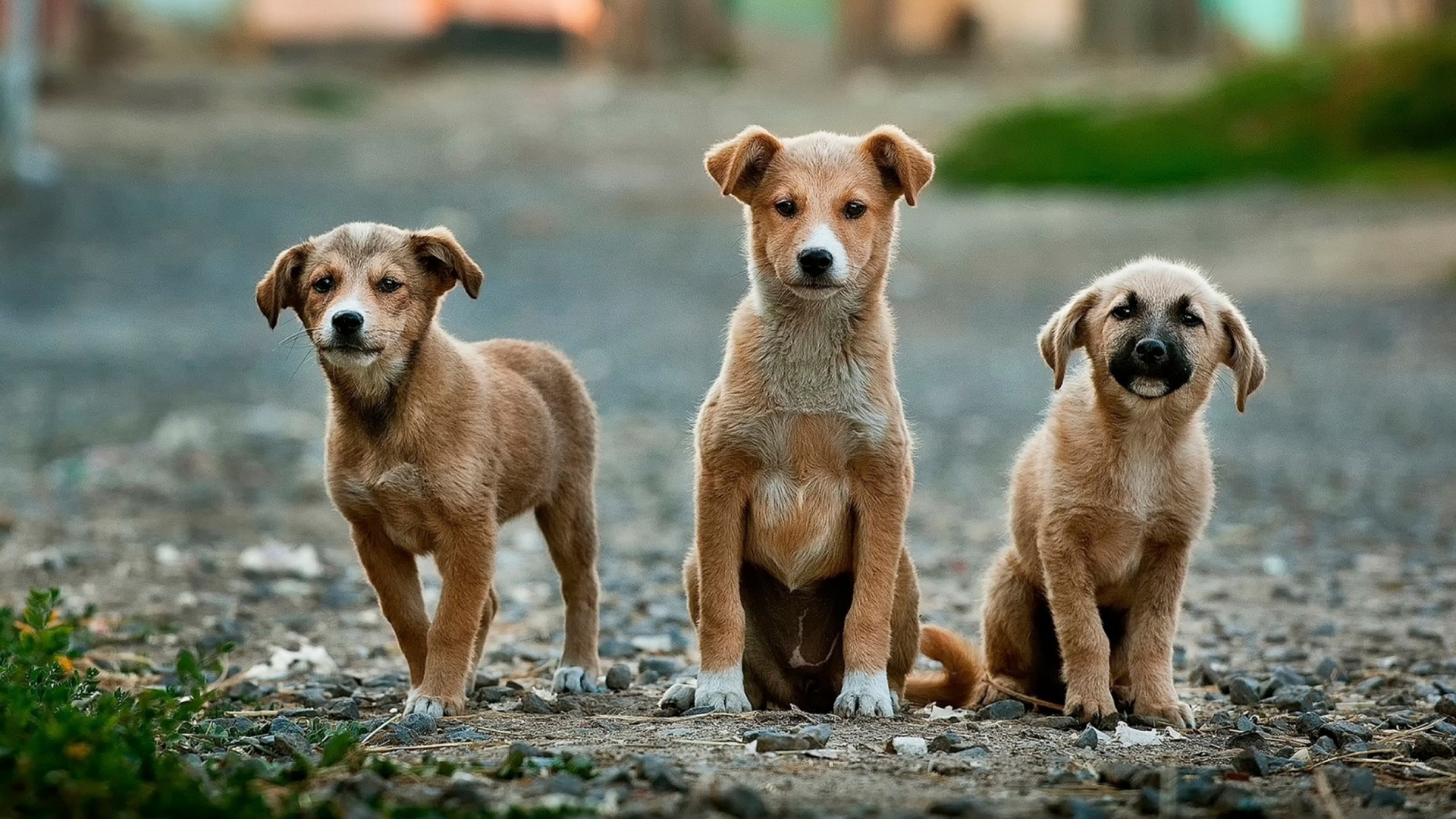 3 honden op een rij