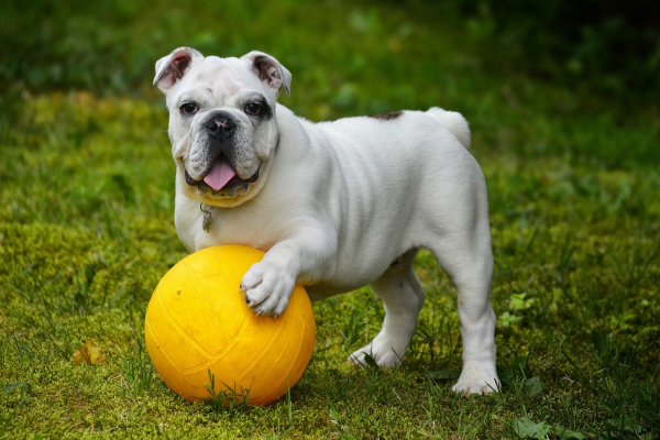 Witte hond met een bal