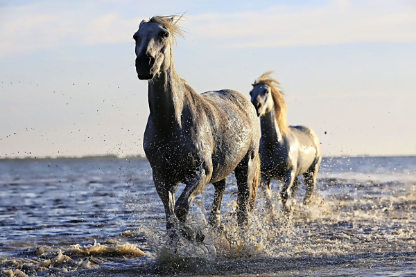 2 paarden die in de zee rijden