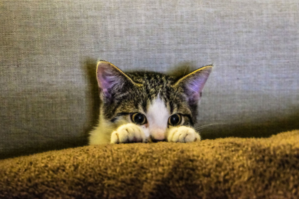 nieuwsgierig katje